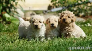 Maltipoo Welpen 