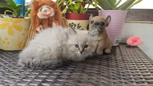 Ragdoll Katzen babys