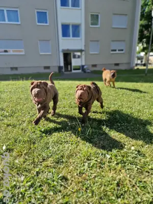 Nur noch 2 Shar Pei Welpen reinrassig ABHOLBEREIT
