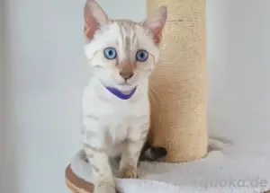 Snow Lynx Bengal Kitten