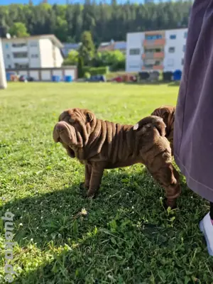 Nur noch 2 Sharpei Welpen reinrassig ABHOLBEREIT 