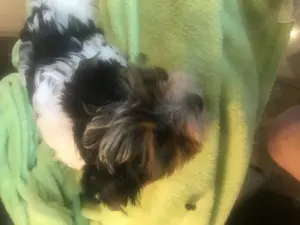 Yorkshire Terrier   Rüde in schwarz weiß Gold 