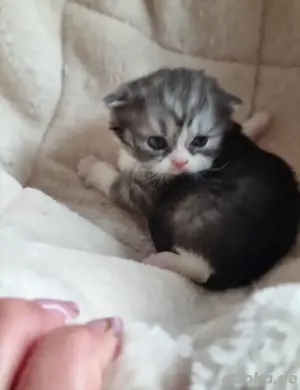 BKH Kitten 