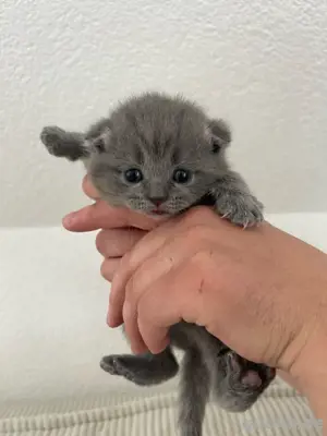 BKH kitten 
