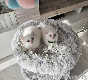 BKH Kitten Kätzchen Britisch Kurzhaar Kitten 