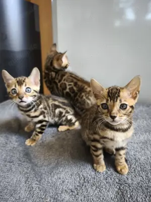 Bengal-Kätzchen 