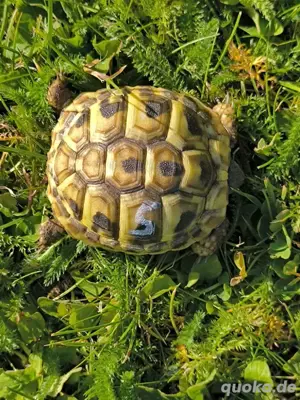 1 griechisches Landschildkrötenbaby sucht ein neues Zuhause NZ Juli 2024