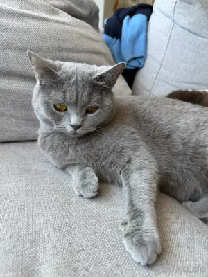 BKH Chanel 1 Jahr alt 