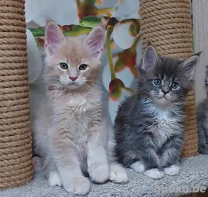 Maine-Coon-Kätzchen suchen ein neues Zuhause!