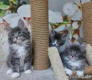 Maine Coon Kätzchen für die Liebe!