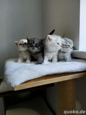  Süße Bkh Kitten