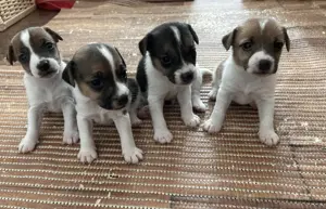Jack Russel Terrier Welpen 