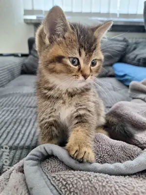 Reinrassige Britisch Kurzhaar Katzenbabys BKH Bild 3