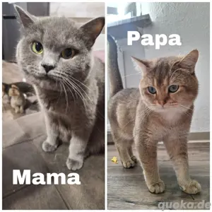 Reinrassige Britisch Kurzhaar Katzenbabys BKH Bild 4