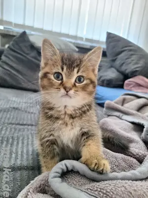 Reinrassige Britisch Kurzhaar Katzenbabys BKH