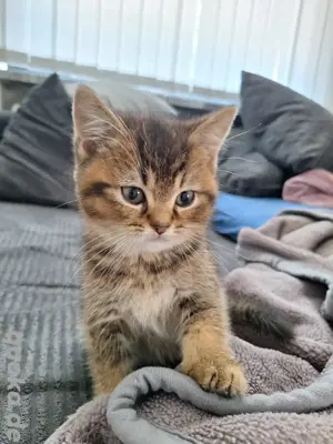Reinrassige Britisch Kurzhaar Katzenbabys BKH Bild 2