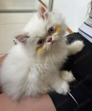 Perser Katze zu verkaufen 