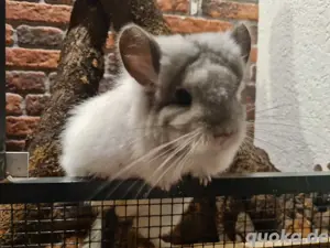 3 Chinchilla Weibchen 