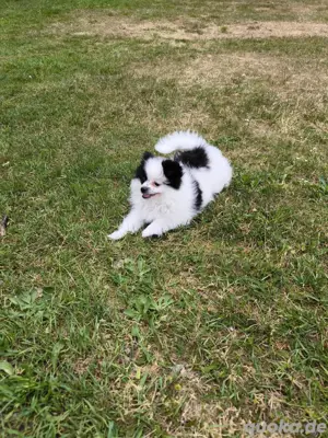 Wunderschöner Pomeranian (Zwergspitz) Rüde sucht liebevolles Zuhause