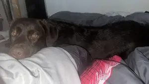 Hund Labrador Retriever 
