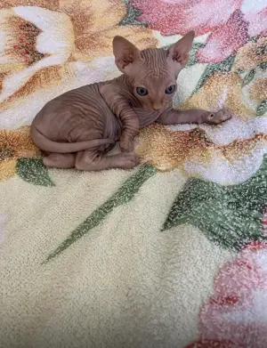 Sphynx Kitten