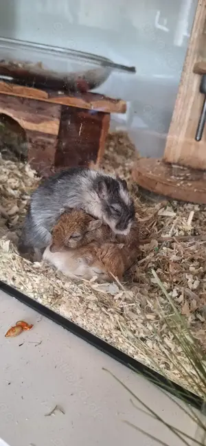 Rennmaus Wüstenrennmaus Gerbil weiblich gesucht