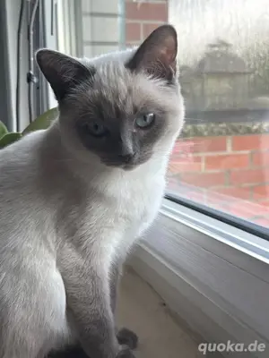 Ragdoll katze