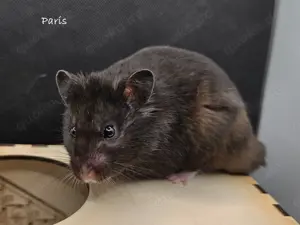 Paris of Black Beady Eyes, black polywhite, shorthair, geb. 06.09.2024