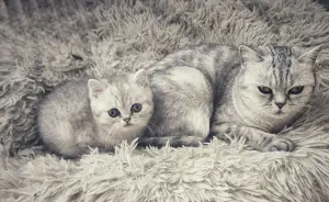 Reinrassige BKH Britisch Kurzhaar Kitten Silver Tabby