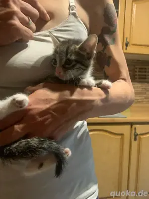 kleiner kater sucht ein neies zu hause 