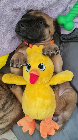 Deutsche Doggen Welpen im Farbschag gelb gestromt