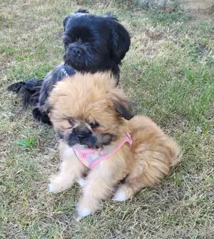 Pomeranian x Shih Tzu Welpen Hundebabys Welpen 