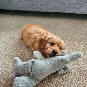 Süße Cockapoo-Welpen