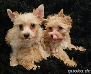 Lucy und Benny  Yorkshire Babys