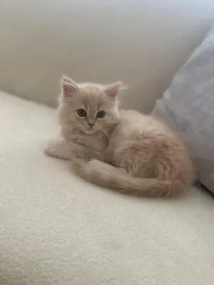 Britisch Katze mit blauen Augen 