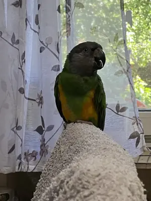 Senegalpapgei entflogen