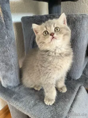 BKH kitten 