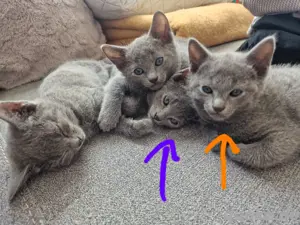 Reinrassige Russisch Blau Kitten ohne Stammbaum 