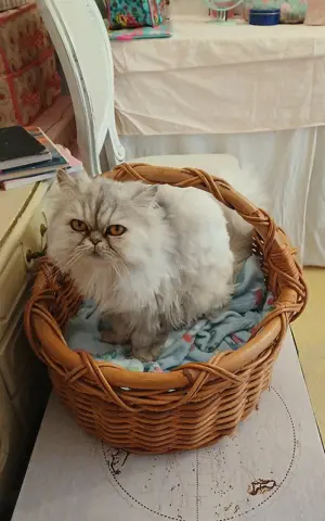 Katze Perser Dame.3 Jahre alt.
