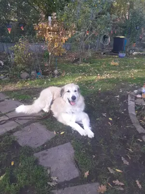 Chien de Montagne des Pyrénées   Pyrenäenberghund   Patou