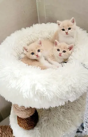  BKH Kitten reinrassig
