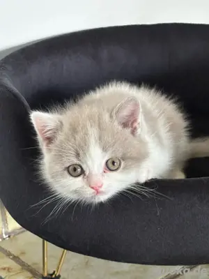 zuckersüße Bkh Kitten mit Stammbaum