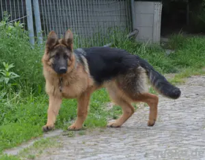 Deutscher Schäferhunde Welpe aus SV VDH Zucht