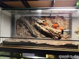 Terrarium mit Hintergrund