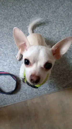 Chihuahua Rüde 2 Jahre