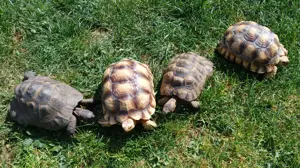 Spornschildkröte, sulcata, Landschildkröte