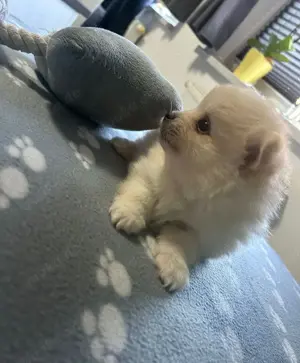 Zwergspitz pomeranian 