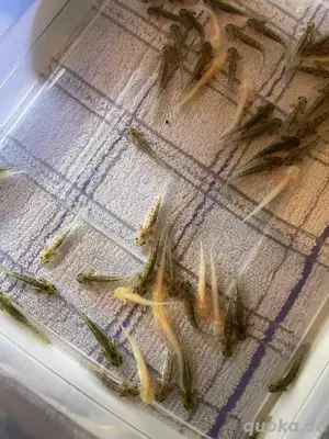 Axolotl suchen neues zuhause 