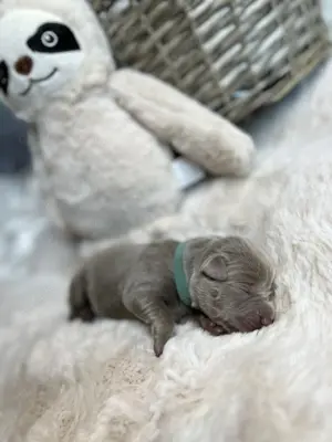 Labrador Silber Welpen reinrassig 
