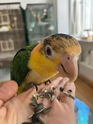 Rostkappenpapageie-paar (handzahm) sucht ein neues Zuhause Bild 2